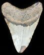 Bargain Megalodon Tooth - North Carolina #45539-2